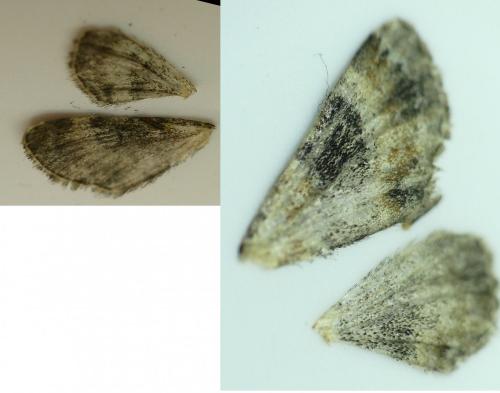 Réf. 269 401 : Eupithecia linariata